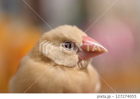 シナモン文鳥ひな シナモン文鳥ひな 127274055