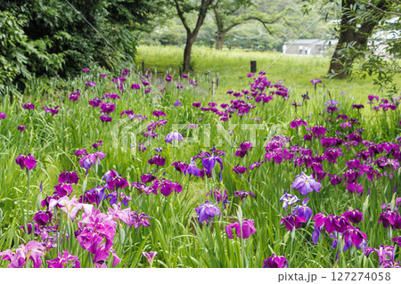 三渓園の菖蒲 三渓園の菖蒲 127274058