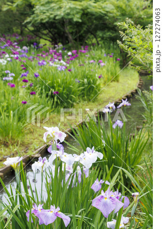 三渓園の菖蒲 三渓園の菖蒲 127274063