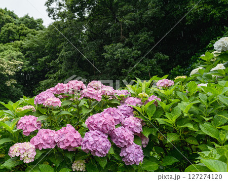 梅雨に咲く紫陽花 127274120