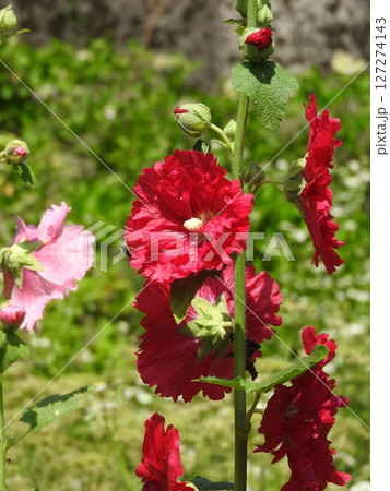 立葵の花 立葵の花 127274143