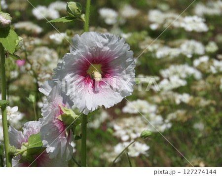 立葵の花 立葵の花 127274144