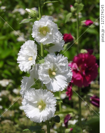 立葵の花 立葵の花 127274145