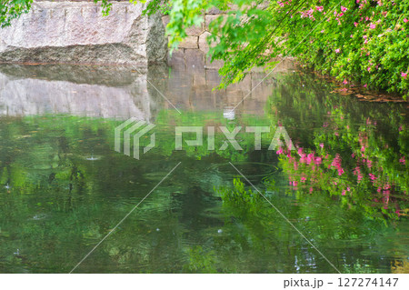 雨粒が作る波紋と新緑の映り込み 127274147