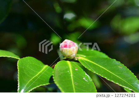 山茶花の蕾 127274281