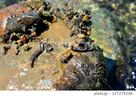 クロカワムシとクロカワムシの巣 クロカワムシとクロカワムシの巣 127274286
