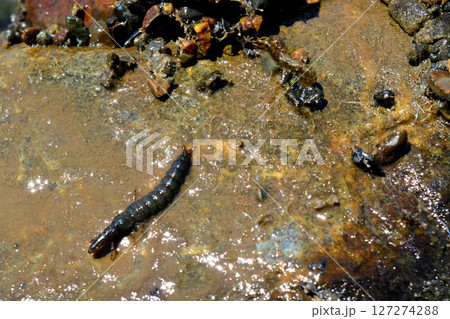 クロカワムシとクロカワムシの巣 127274288