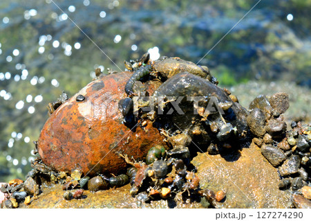 クロカワムシとクロカワムシの巣 クロカワムシとクロカワムシの巣 127274290