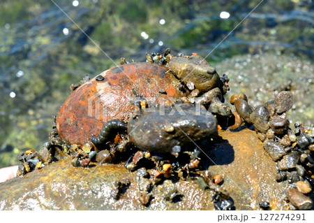 クロカワムシとクロカワムシの巣 クロカワムシとクロカワムシの巣 127274291