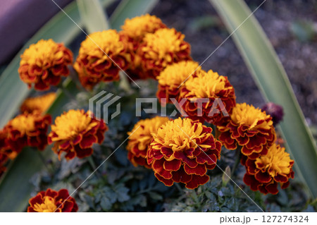 オレンジ色と赤色のマリーゴールド オレンジ色と赤色のマリーゴールド 127274324
