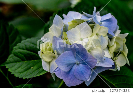 手毬先の小さな紫陽花 127274328