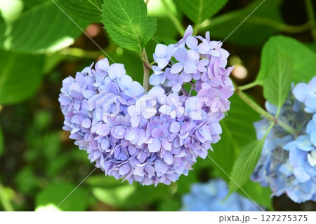 ハートの紫陽花 ハートの紫陽花 127275375