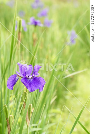 初夏に咲く紫色の花　アヤメ　ふんわり緑背景　 127275387