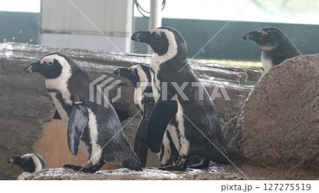 水族館のペンギン 127275519