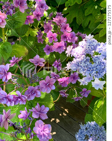 赤紫色と青のガクアジサイ 127275575