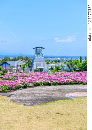 春 宮城県北部 色麻町のシャクヤク祭り 127275585