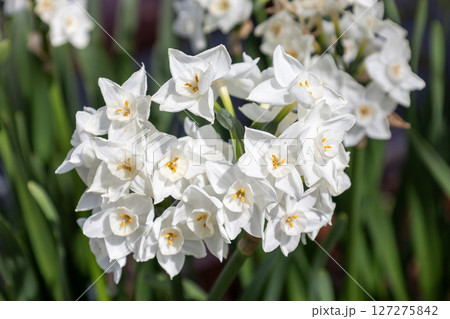白い水仙の花/ナルキッスス・パピラセウス 白い水仙の花/ナルキッスス・パピラセウス 127275842