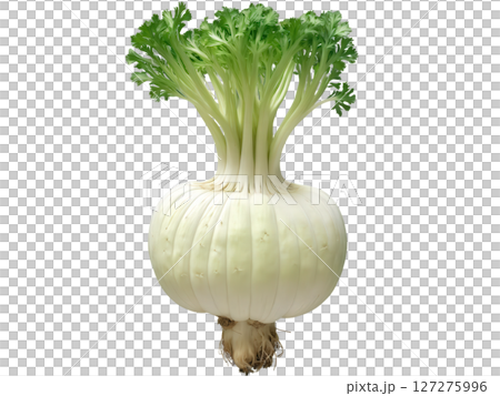 Celeriac (Apium graveolens var. rapaceum) Rough-skinned celeriac root with a mild celery flavor, used in mashed dishes, soups, and salads. 127275996