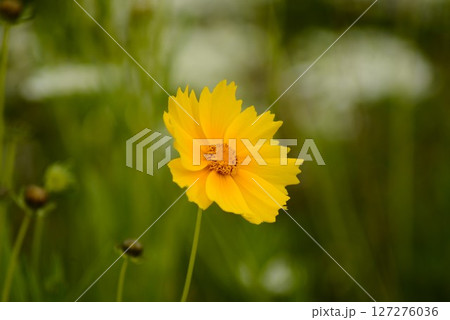 大金鶏菊 オオキンケイギク 大金鶏菊 オオキンケイギク 127276036