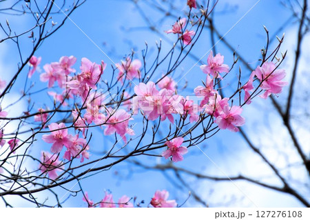 アカヤシオ 127276108