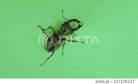 Macro photograph of a European stag beetle on a green background. European stag beetle, male. Concept of threatened insect species Macro photograph of a European stag beetle on a green background. European stag beetle, male. Concept of threatened insect species 127276227
