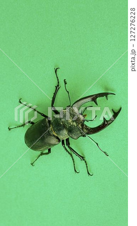 Macro photograph of a European stag beetle on a green background. European stag beetle, male. Concept of threatened insect species 127276228