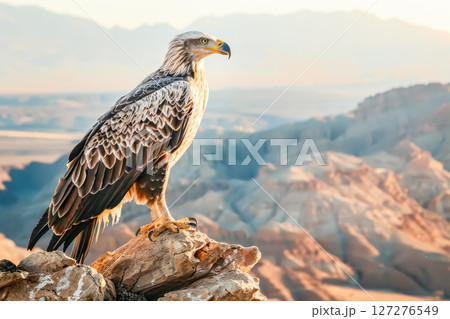 Large eagle is perched on a rock in a desert 127276549