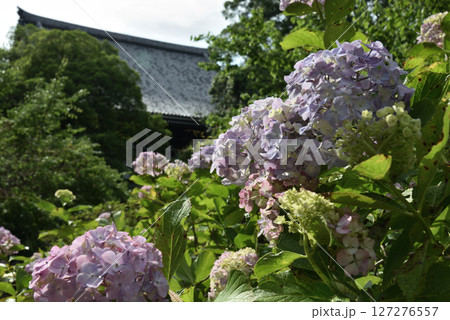 総本山智積院 金堂裏のアジサイ(京都市東山区) 総本山智積院 金堂裏のアジサイ(京都市東山区) 127276557