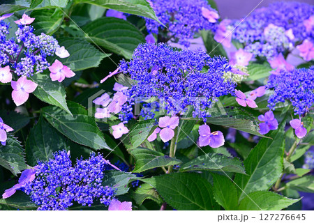 梅雨を彩るアジサイ 梅雨を彩るアジサイ 127276645