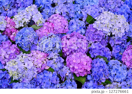 梅雨を彩るアジサイ 127276661