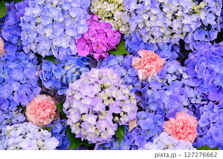 梅雨を彩るアジサイ 梅雨を彩るアジサイ 127276662