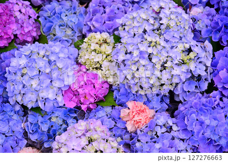 梅雨を彩るアジサイ 127276663