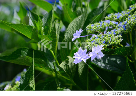 梅雨を彩るアジサイ 127276665