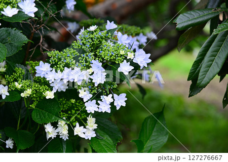 梅雨を彩るアジサイ 127276667