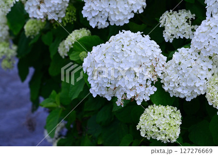 梅雨を彩るアジサイ 127276669
