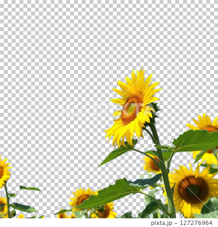 向日葵背景透明切|夏花插畫素材 向日葵背景透明切|夏花插畫素材 127276964