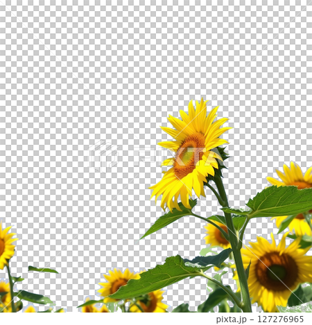 向日葵和藍天 127276965