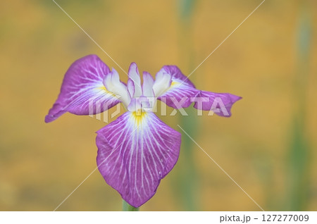 美しい花菖蒲 127277009