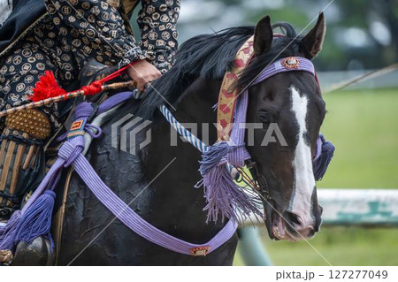 相馬野馬追 飾り付けられた馬 福島県南相馬市 相馬野馬追 飾り付けられた馬 福島県南相馬市 127277049