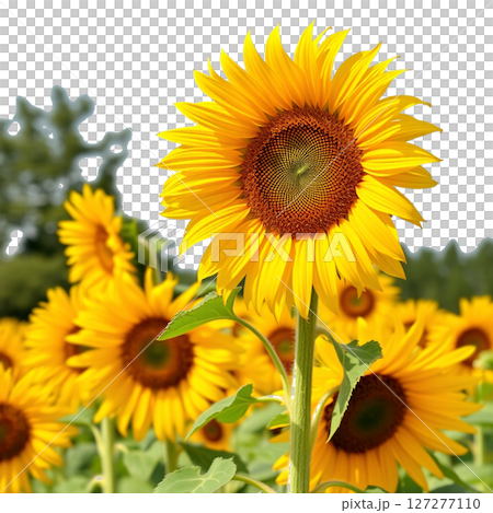 Cheerful sunflower illustration | For posters and flyers [Transparent background] 127277110