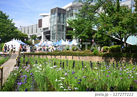 満開の菖蒲と北綾瀬駅　足立区しょうぶ沼公園 127277222