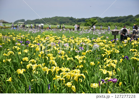 小岩菖蒲園 2025年6月 小岩菖蒲園 2025年6月 127277228