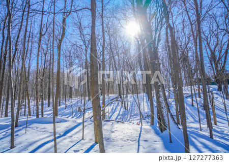 冬の森の風景(シュミの森) 冬の森の風景(シュミの森) 127277363