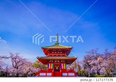 孝道山の美しい寺院と桜 127277376