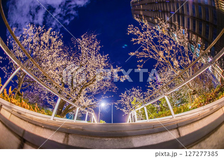 東京都港区赤坂の夜桜と街並み 東京都港区赤坂の夜桜と街並み 127277385