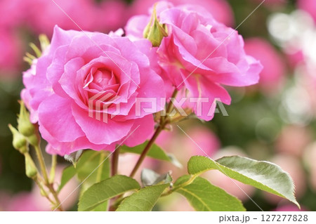 満開に咲くピンク色の美しい薔薇 光注ぐ 玉ボケ背景 満開に咲くピンク色の美しい薔薇 光注ぐ 玉ボケ背景 127277828
