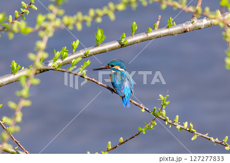 早春のカワセミ　芽吹き 127277833
