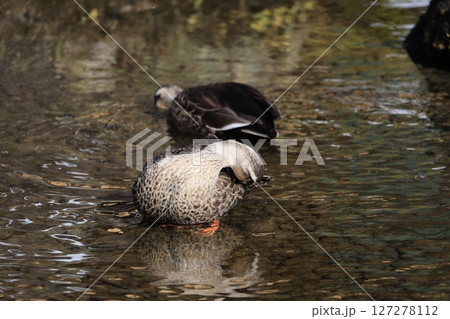川を泳ぐカルガモの親子 川を泳ぐカルガモの親子 127278112