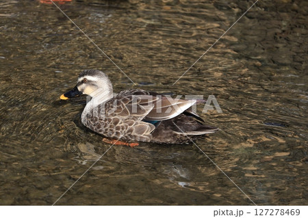 池を泳ぐカルガモ 127278469
