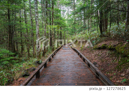 【乗鞍高原】木道と新緑【牛留池周回路】 127278625